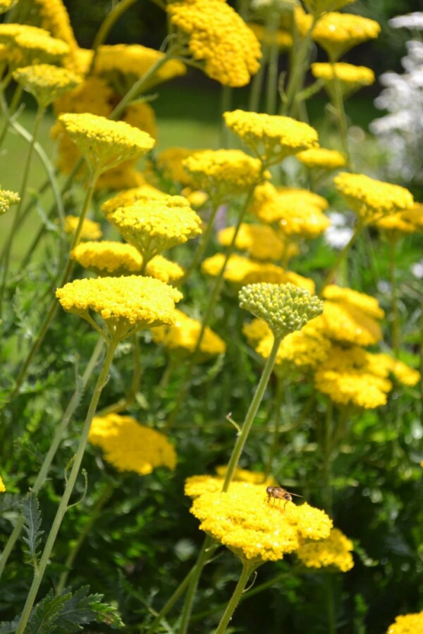 Yarrow Achillea filipendulina 'Cloth of Gold' 10-15 pot C2 Achillea filipendulina 'Cloth of Gold'