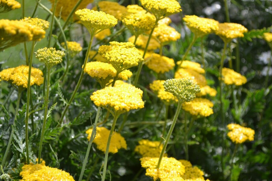 Yarrow Achillea filipendulina 'Cloth of Gold' 10-15 pot C2 Achillea filipendulina 'Cloth of Gold'