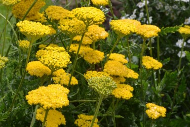 Yarrow Achillea filipendulina 'Cloth of Gold' 10-15 pot C2 Achillea filipendulina 'Cloth of Gold'