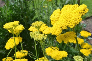 Yarrow Achillea filipendulina 'Cloth of Gold' 5-10 pot P9