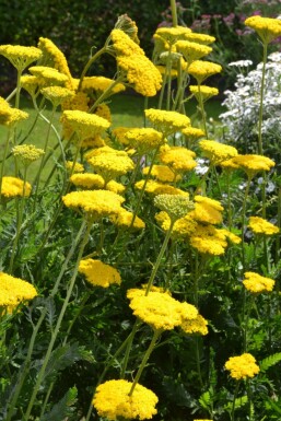 Yarrow Achillea filipendulina 'Cloth of Gold' 5-10 pot P9