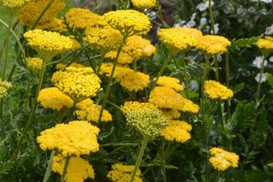 Yarrow Achillea filipendulina 'Cloth of Gold' 5-10 pot P9