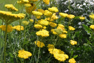 Yarrow Achillea filipendulina 'Cloth of Gold' 5-10 pot P9