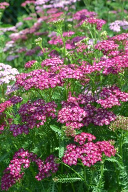 Yarrow Achillea millefolium 'Cerise Queen' 10-15 pot C2 Achillea millefolium 'Cerise Queen'