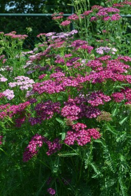 Yarrow Achillea millefolium 'Cerise Queen' 10-15 pot C2 Achillea millefolium 'Cerise Queen'