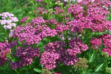 Yarrow Achillea millefolium 'Cerise Queen' 5-10 pot P9 Achillea millefolium 'Cerise Queen'