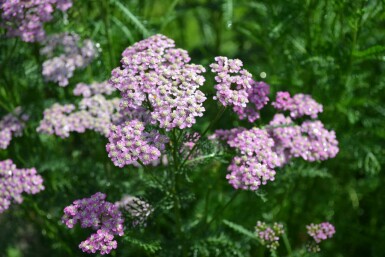 Yarrow Achillea millefolium 'Cerise Queen' 5-10 pot P9 Achillea millefolium 'Cerise Queen'