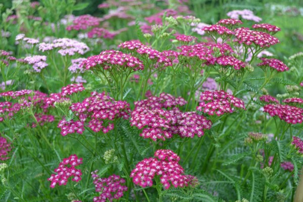 Yarrow Achillea millefolium 'Cerise Queen' 5-10 pot P9 Achillea millefolium 'Cerise Queen'