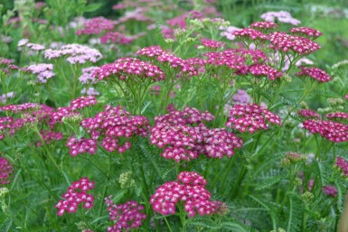 Yarrow Achillea millefolium 'Cerise Queen' 5-10 pot P9