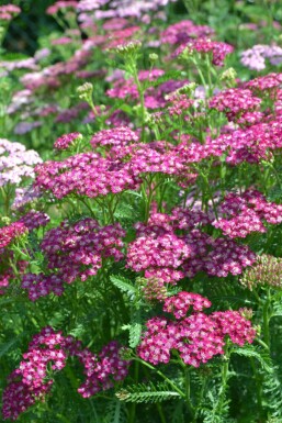 Yarrow Achillea millefolium 'Cerise Queen' 5-10 pot P9