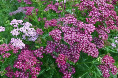 Yarrow Achillea millefolium 'Cerise Queen' 5-10 pot P9