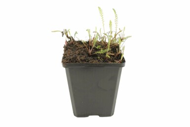 Common yarrow Achillea millefolium 'Schneetaler' 5-10 pot P9