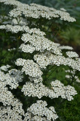 Common yarrow Achillea millefolium 'Schneetaler' 5-10 pot P9 Achillea millefolium 'Schneetaler'