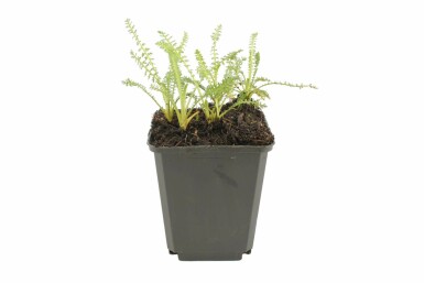 Yarrow Achillea millefolium 'Terracotta' 5-10 pot P9