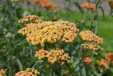 Yarrow Achillea millefolium 'Terracotta' 5-10 pot P9