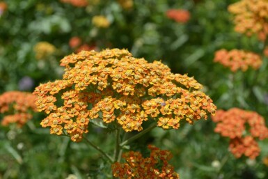 Yarrow Achillea millefolium 'Terracotta' 5-10 pot P9