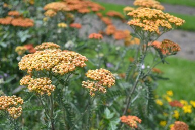 Yarrow Achillea millefolium 'Terracotta' 5-10 pot P9