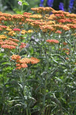 Yarrow Achillea millefolium 'Walther Funcke' 5-10 pot P9