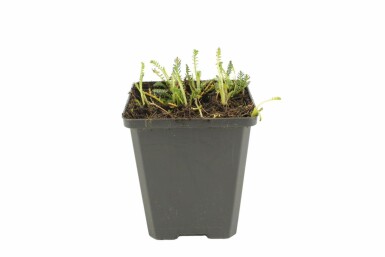 Yarrow Achillea millefolium 'Walther Funcke' 5-10 pot P9
