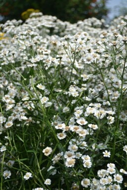 Sneezewort Achillea ptarmica 'The Pearl' 5-10 pot P9 Achillea ptarmica 'The Pearl'