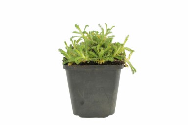 Woolly yarrow Achillea tomentosa 5-10 pot P9 Achillea tomentosa