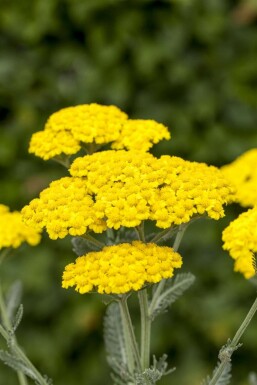 Woolly yarrow Achillea tomentosa 5-10 pot P9 Achillea tomentosa
