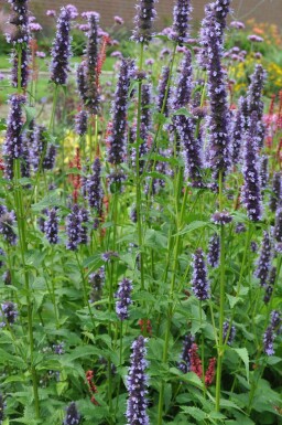 Giant hyssop Agastache 'Black Adder' 5-10 pot P9 Agastache 'Black Adder'