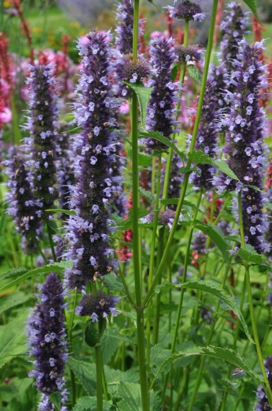 Evergreen Climbing Plants Elevate Your Garden Year round Heijnen Plants evergreen-climbing-plants-elevate-your-garden-year-round-heijnen-plants