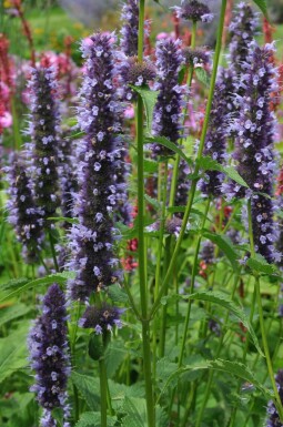 Giant hyssop Agastache 'Black Adder' 5-10 pot P9