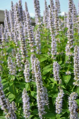 Giant hyssop Agastache 'Blue Fortune' 10-15 pot C2 Agastache 'Blue Fortune'