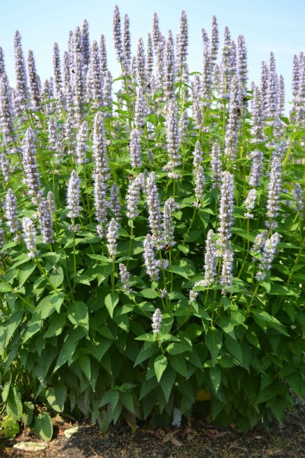 Giant hyssop Agastache 'Blue Fortune' 5-10 pot P9 Agastache 'Blue Fortune'