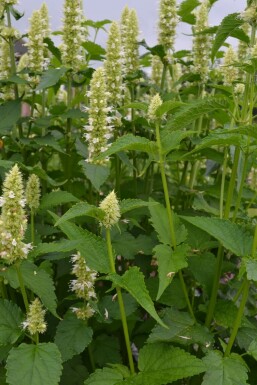 White-flowered Korean mint Agastache rugosa 'Alabaster' 5-10 pot P9