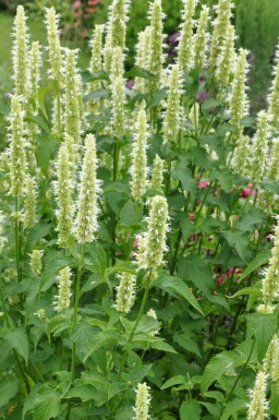 White-flowered Korean mint Agastache rugosa 'Alabaster' 5-10 pot P9 Agastache rugosa 'Alabaster'