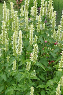 White-flowered Korean mint Agastache rugosa 'Alabaster' 5-10 pot P9