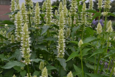 White-flowered Korean mint Agastache rugosa 'Alabaster' 5-10 pot P9