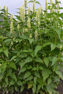 White-flowered Korean mint Agastache rugosa 'Alabaster' 5-10 pot P9