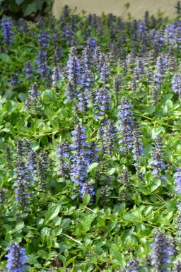 Bugle Ajuga reptans 5-10 pot P9 Ajuga reptans