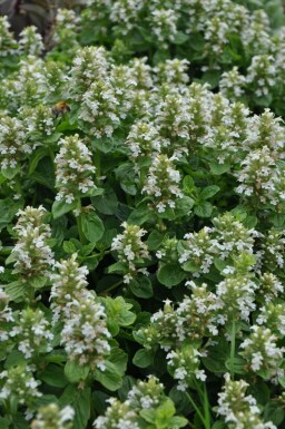 White-flowered bugle Ajuga reptans 'Alba' 5-10 pot P9