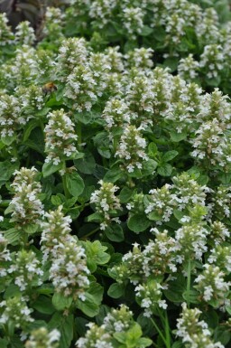 White-flowered bugle Ajuga reptans 'Alba' 5-10 pot P9 Ajuga reptans 'Alba'