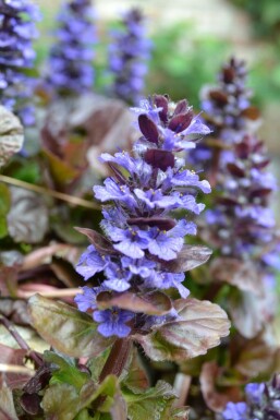 Dark purple bugle Ajuga reptans 'Atropurpurea' 5-10 pot P9