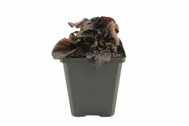 Bugle Ajuga reptans 'Black Scallop' 5-10 pot P9 Ajuga reptans 'Black Scallop'