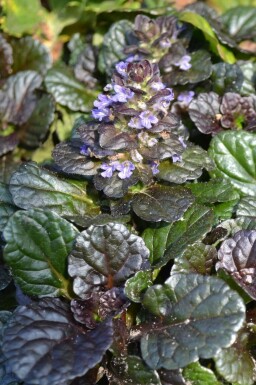 Bugle Ajuga reptans 'Black Scallop' 5-10 pot P9 Ajuga reptans 'Black Scallop'