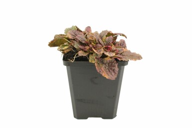 Bugle Ajuga reptans 'Burgundy Glow' 5-10 pot P9 Ajuga reptans 'Burgundy Glow'
