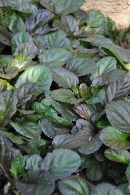 Bugle Ajuga reptans 'Catlin's Giant' 5-10 pot P9 Ajuga reptans 'Catlin's Giant'