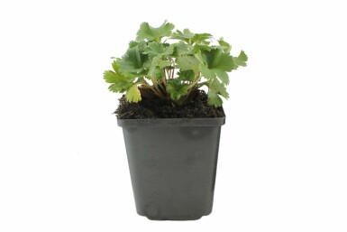 Dwarf lady's mantle Alchemilla erythropoda 5-10 pot P9