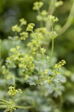 Dwarf lady's mantle Alchemilla erythropoda 5-10 pot P9