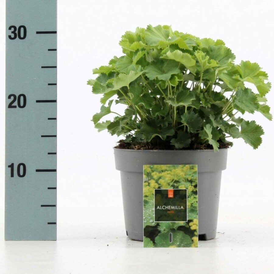 Lady's mantle Alchemilla mollis 10-15 pot C2 Alchemilla mollis