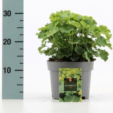 Lady's mantle Alchemilla mollis 10-15 pot C2 Alchemilla mollis