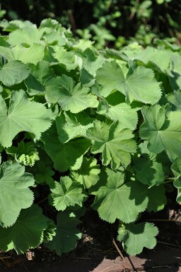 Lady's mantle Alchemilla mollis 10-15 pot C2 Alchemilla mollis