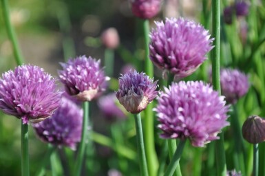 Chives Allium schoenoprasum 5-10 pot P9 Allium schoenoprasum